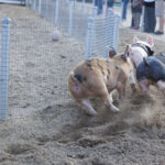 Australia Day Pig Races